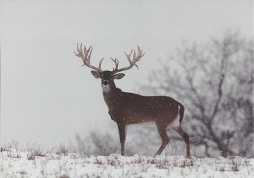  cerf Tableaux - Whitetail SNOW
